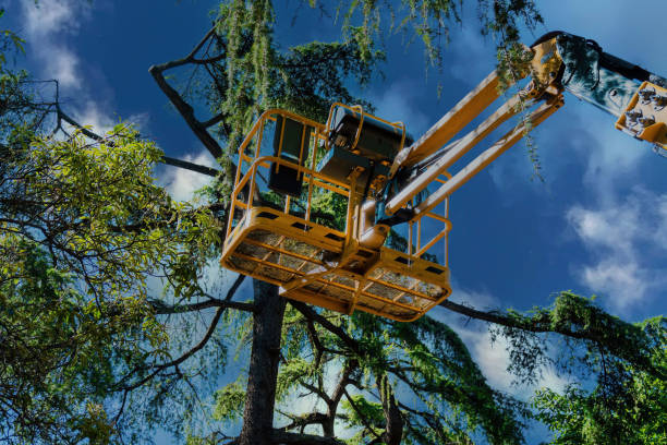 Best Emergency Tree Removal  in Walton Park, NY