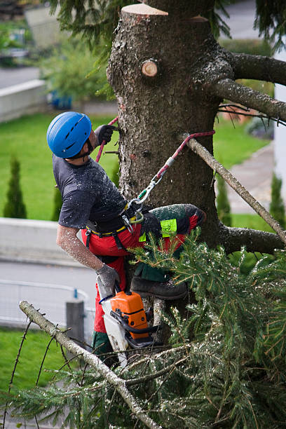 Best Tree Disease Treatment  in Walton Park, NY