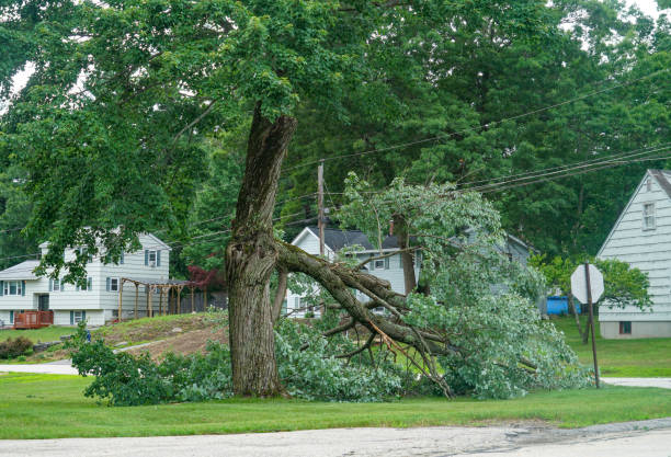 Best Hazardous Tree Removal  in Walton Park, NY